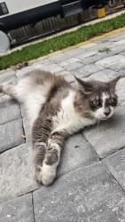 Found/Stray Female Cat last seen Lobelia and Shore Drive, Saint Augustine South, FL 32086