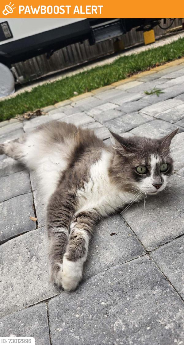 Found/Stray Female Cat last seen Lobelia and Shore Drive, Saint Augustine South, FL 32086