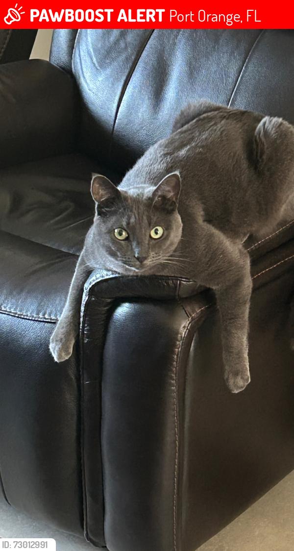Lost Male Cat last seen Venters street and Peggy drive, Port Orange, FL 32127