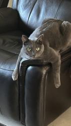 Lost Male Cat last seen Venters street and Peggy drive, Port Orange, FL 32127