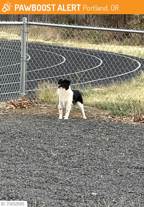 Found/Stray Unknown Dog last seen Alder and 160tb, Portland, OR 97233