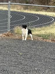 Found/Stray Unknown Dog last seen Alder and 160tb, Portland, OR 97233
