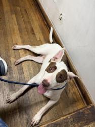 Found/Stray Female Dog last seen South Dixie Hwy, Goulds, FL 33170
