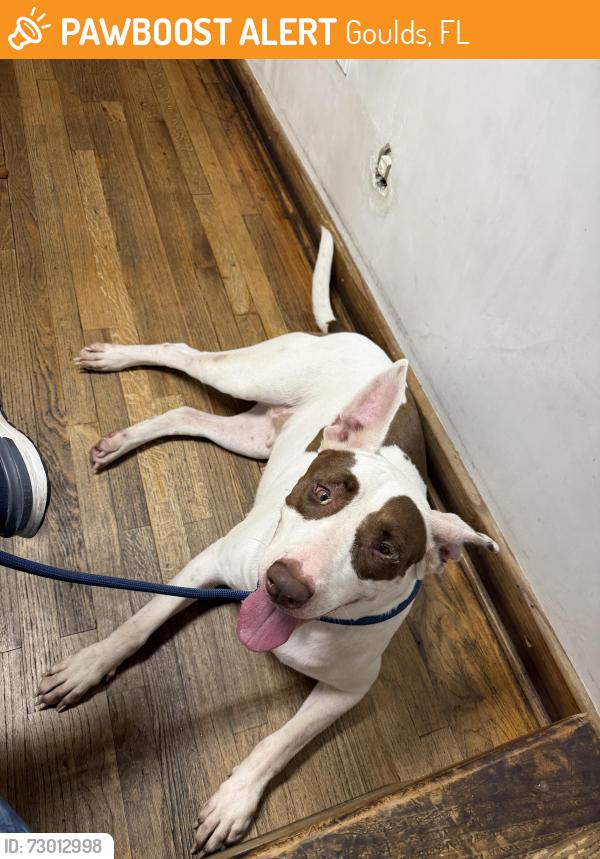 Found/Stray Female Dog last seen South Dixie Hwy, Goulds, FL 33170