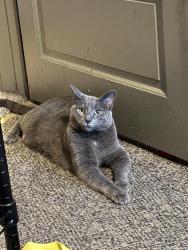 Lost Male Cat last seen East 21st Street , Northampton, PA 18067