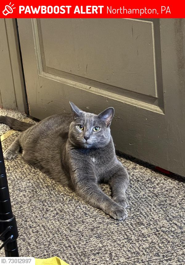 Lost Male Cat last seen East 21st Street , Northampton, PA 18067