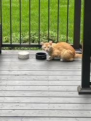Found/Stray Unknown Cat last seen 7th St, between Oak and Elm, Hinsdale, IL 60521