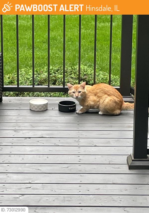 Found/Stray Unknown Cat last seen 7th St, between Oak and Elm, Hinsdale, IL 60521