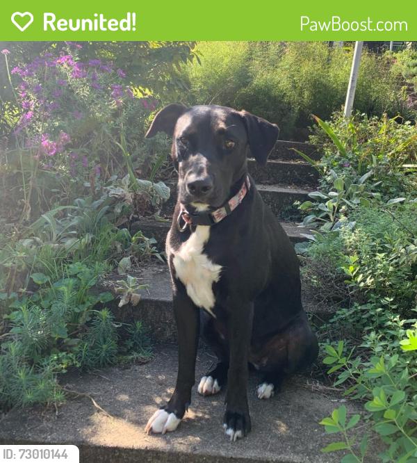 Reunited Female Dog last seen Cammer and Meyers, Greenville, SC 29605