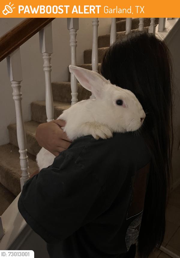 Found/Stray Unknown Rabbit last seen Oates and La Prada , Garland, TX 75043
