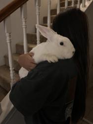 Found/Stray Unknown Rabbit last seen Oates and La Prada , Garland, TX 75043