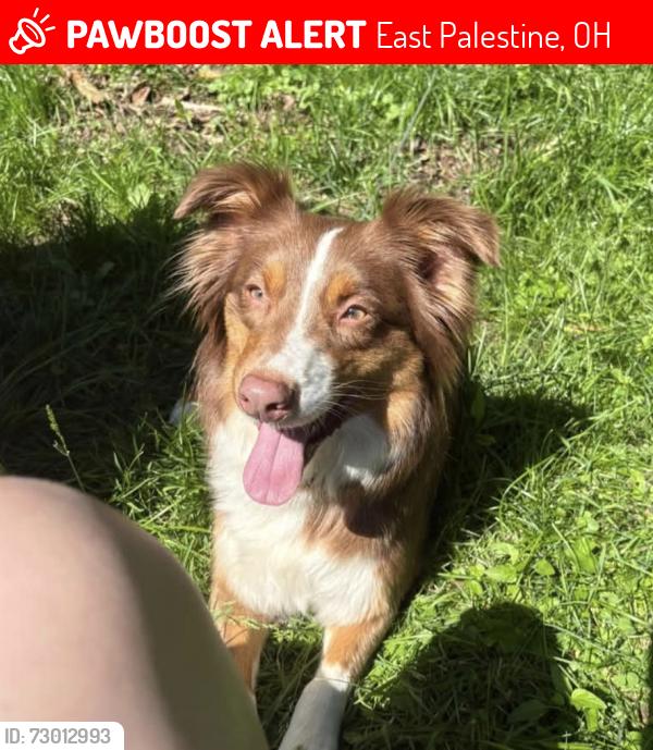 Lost Female Dog last seen Last seen on Marion Ave by the vineyard. Headed down to Ellis st area, East Palestine, OH 44413