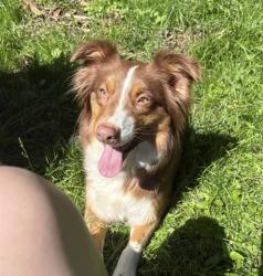 Lost Female Dog last seen Last seen on Marion Ave by the vineyard. Headed down to Ellis st area, East Palestine, OH 44413