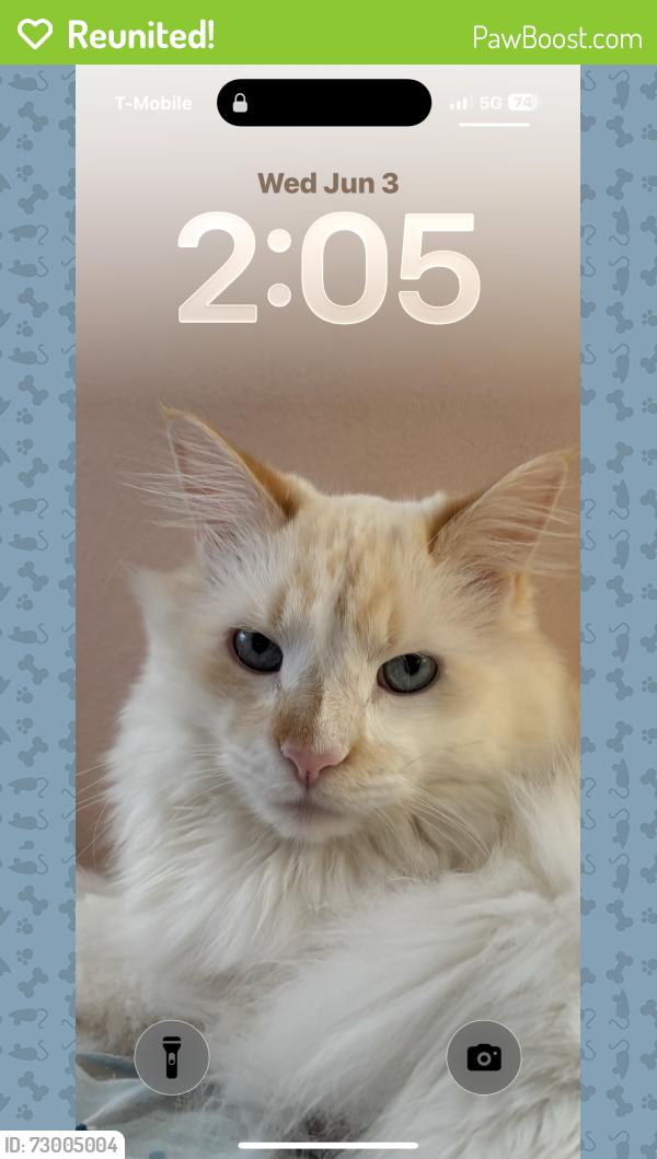 Reunited Male Cat last seen William , State College, PA 16801