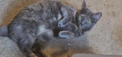 Lost Female Cat last seen Greenwich and Sansom, Arlington, TX 76018