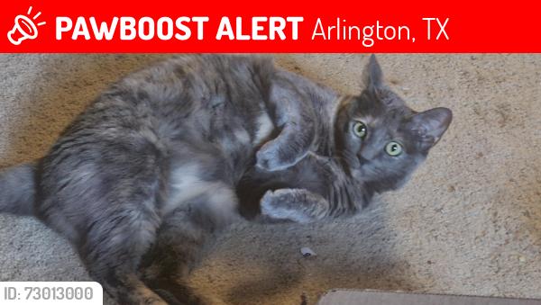 Lost Female Cat last seen Greenwich and Sansom, Arlington, TX 76018