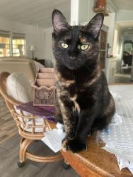 Lost Female Cat last seen Pinehurst , Ocala, FL 34472