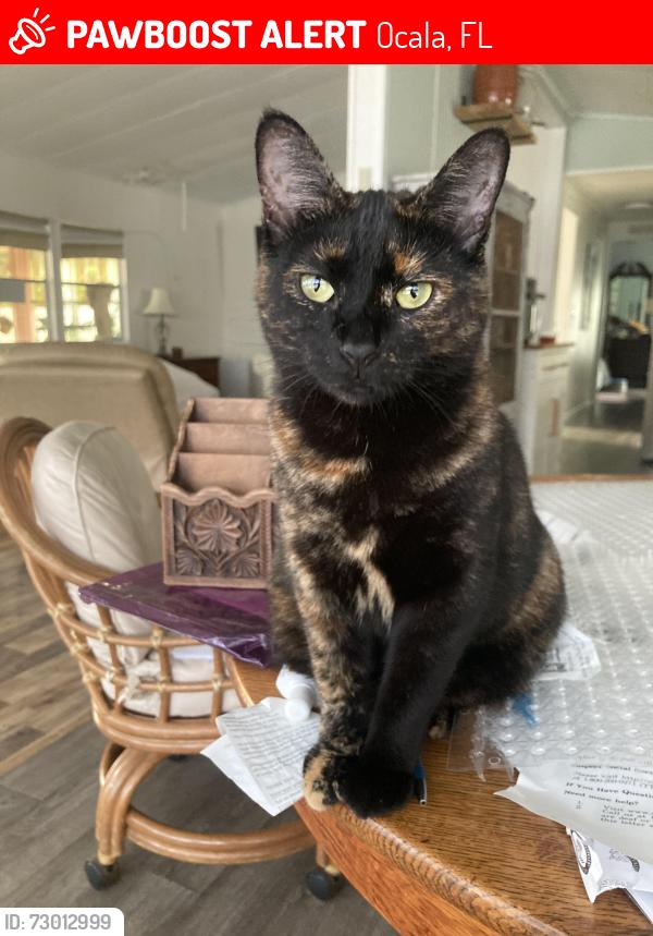 Lost Female Cat last seen Pinehurst , Ocala, FL 34472