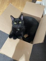 Reunited Male Cat last seen First Avenue between Franklin and Oaks Ct/Drive , Franklin Square, NY 11010