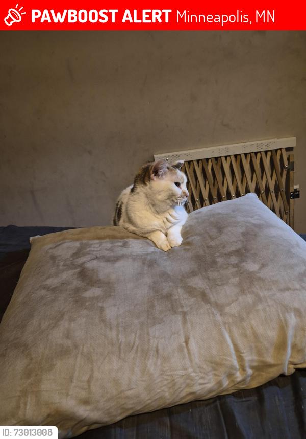 Lost Female Cat last seen Daleview dr and orchid , Minneapolis, MN 55443
