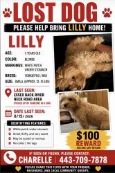 Lost Female Dog last seen Alley behind family dollar on back River Neck , Essex, MD 21221