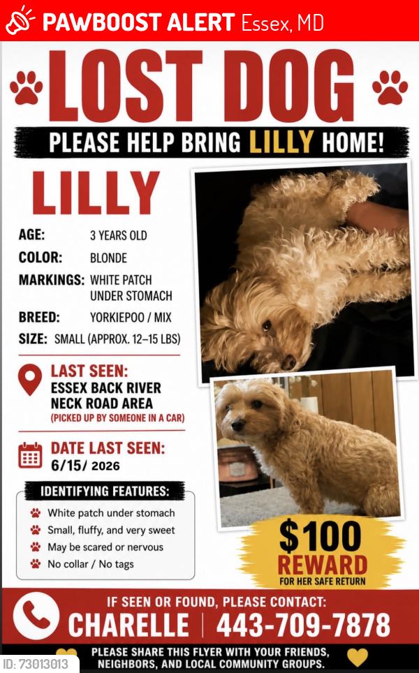 Lost Female Dog last seen Alley behind family dollar on back River Neck , Essex, MD 21221