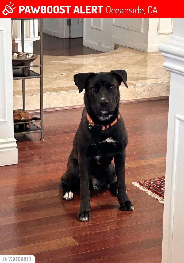 Lost Female Dog last seen Vandegrift and 11th, near Raising Canes, Oceanside, CA 92058