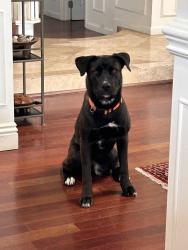Lost Female Dog last seen Vandegrift and 11th, near Raising Canes, Oceanside, CA 92058