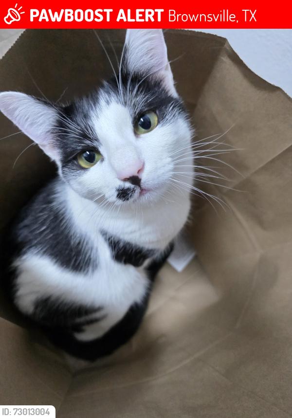 Lost Female Cat last seen Stage Coach Trail, Brownsville, TX 78526