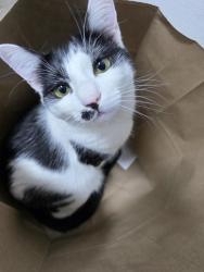 Lost Female Cat last seen Stage Coach Trail, Brownsville, TX 78526