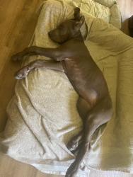 Lost Female Dog last seen Old scenic , Zachary, LA 70791