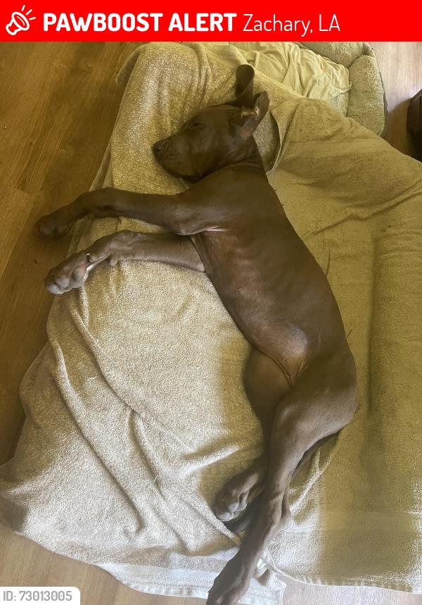 Lost Female Dog last seen Old scenic , Zachary, LA 70791