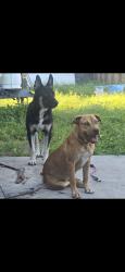 Reunited Male Dog last seen Westpark , West Park, FL 33023