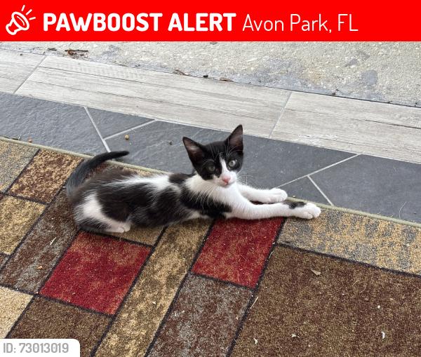 Lost Male Cat last seen Lake drive and Margarete dr, Avon Park, FL 33825
