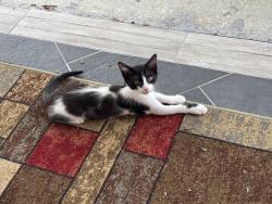 Lost Male Cat last seen Lake drive and Margarete dr, Avon Park, FL 33825