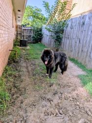 Reunited Female Dog last seen Santa Fe and 15th, Oklahoma City, OK 73173
