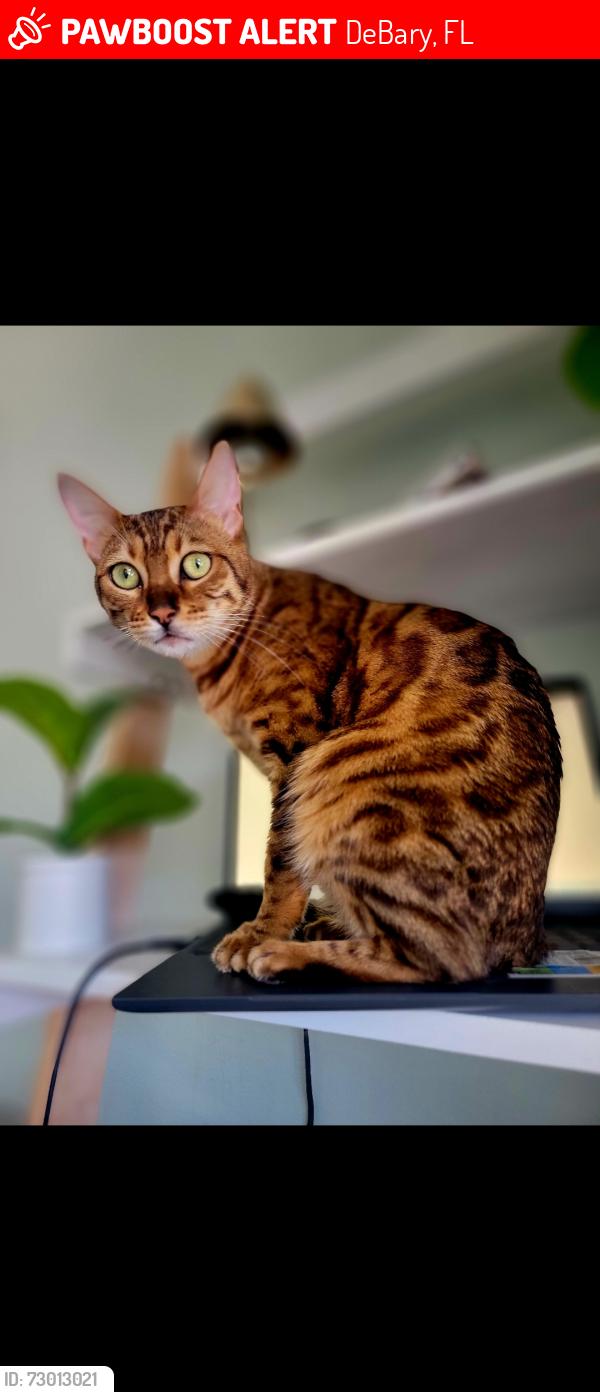 Lost Female Cat last seen Davevtry dr, DeBary, FL 32713