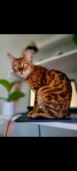 Lost Female Cat last seen Davevtry dr, DeBary, FL 32713