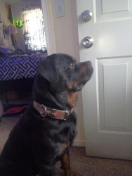 Lost Male Dog last seen North Main avenue, Scranton, PA 18504