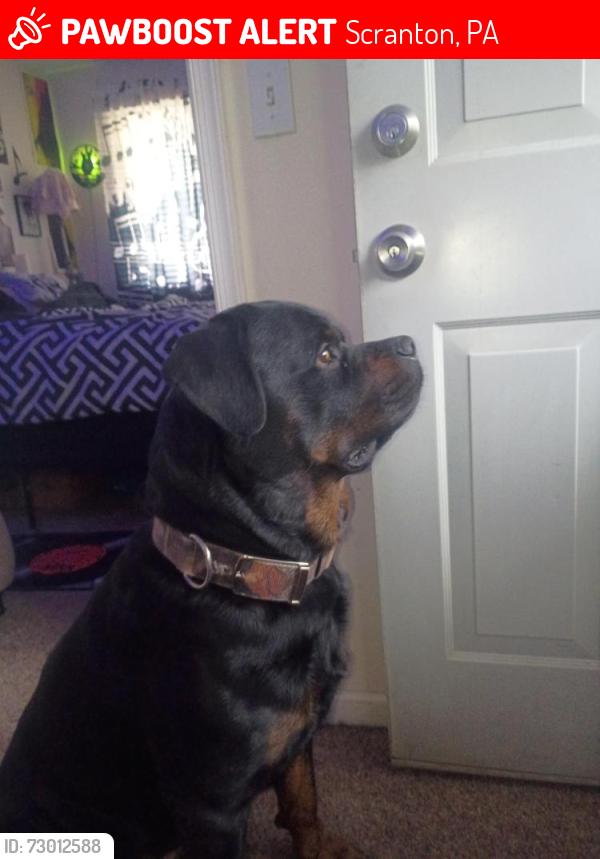Lost Male Dog last seen North Main avenue, Scranton, PA 18504