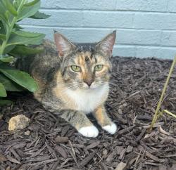 Reunited Female Cat last seen Ardoon and Pinter, Ardoon and Welford, Timonium, MD 21093