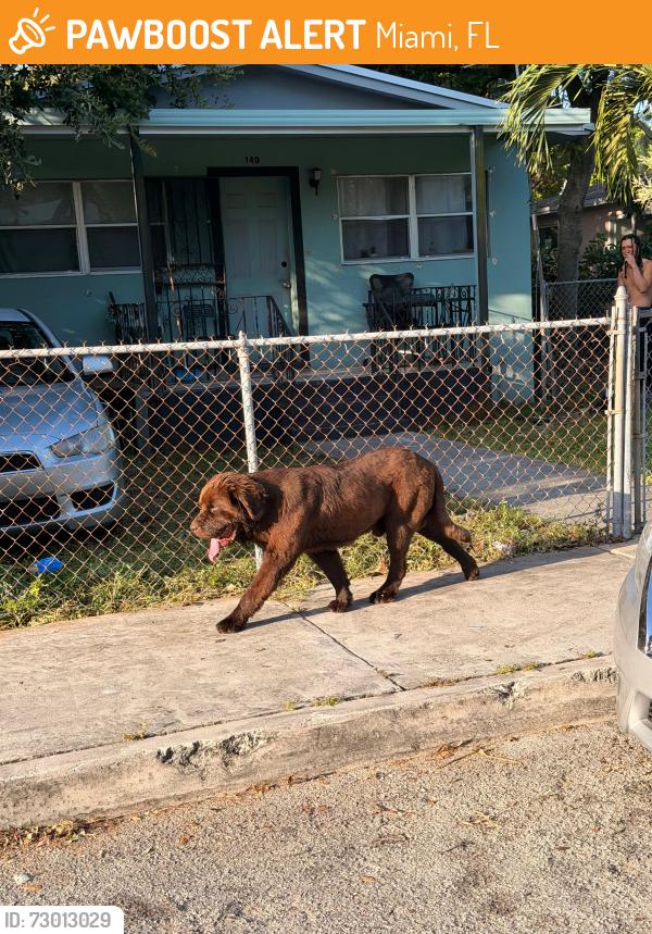 Found/Stray Male Dog last seen NW 51st St & NW 1st Ave, Miami, FL 33127