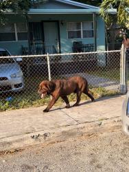 Found/Stray Male Dog last seen NW 51st St & NW 1st Ave, Miami, FL 33127