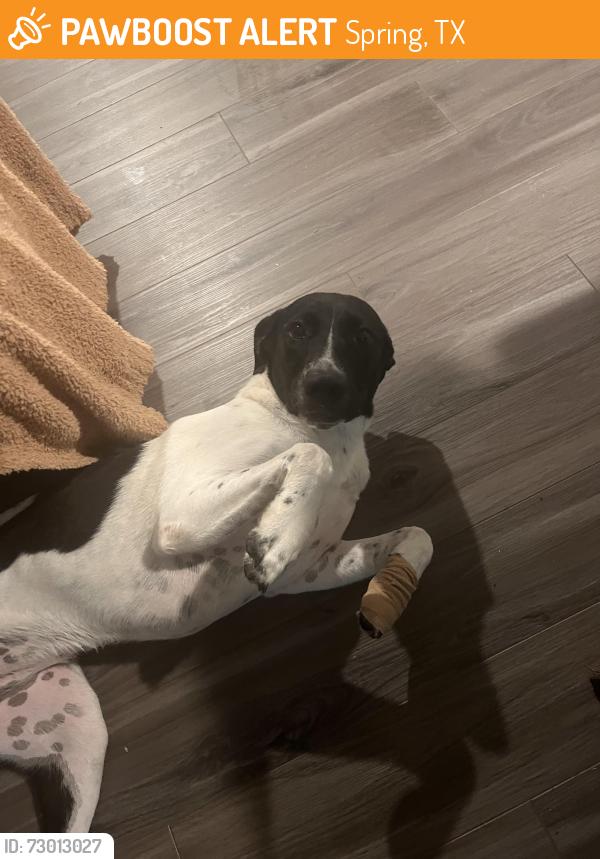 Found/Stray Female Dog last seen Ella Blvd, Spring, TX 77388