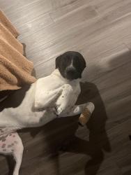 Found/Stray Female Dog last seen Ella Blvd, Spring, TX 77388