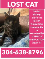 Lost Male Cat last seen Near Lengle Ave , Wernersville, PA 19565