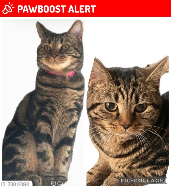 Lost Female Cat last seen Austen rd , Northumberland heath , Greater London, England DA8