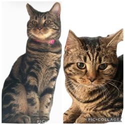 Lost Female Cat last seen Austen rd , Northumberland heath , Greater London, England DA8