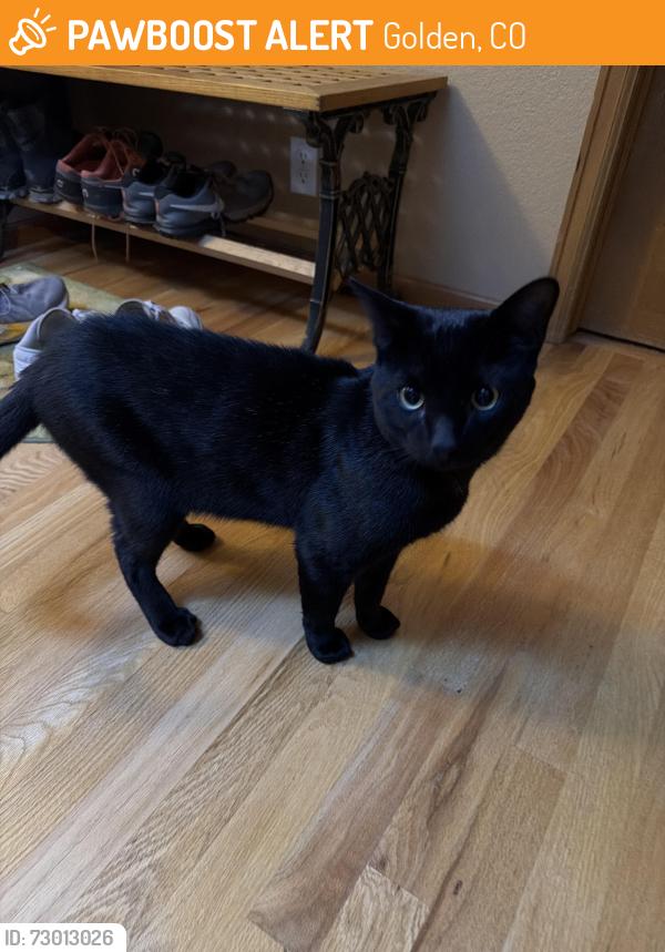 Found/Stray Male Cat last seen Cascade Dr. Golden, Golden, CO 80403