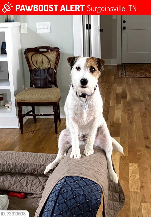 Lost Female Dog last seen Near Hawthorne Rd, Surgoinsville, TN 37873